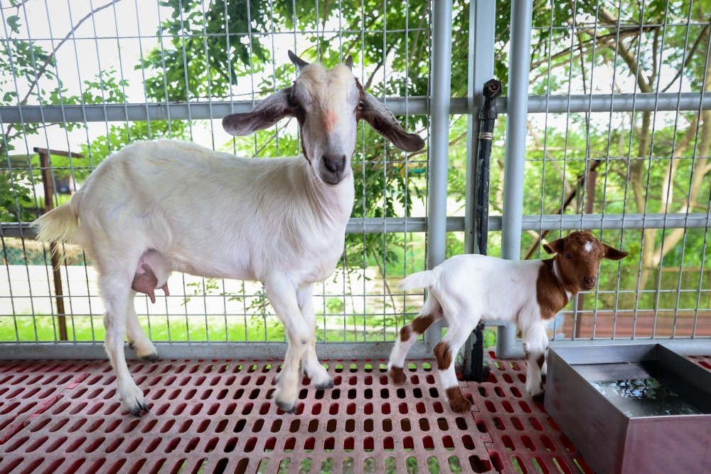 One of the goats carefully reared for DNA technology research to ensure food security at MARDI Serdang.
